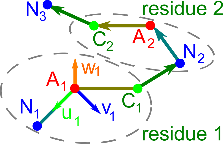 backbone rigid invariant